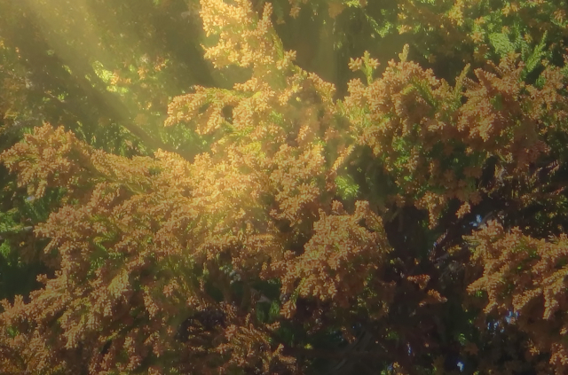 花粉症
家づくり
花粉対策
高気密高断熱